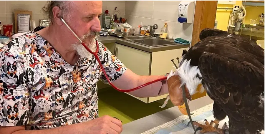 Veterinar Zlatko Golob – varuh tistih, ki ne znajo prositi za pomoč