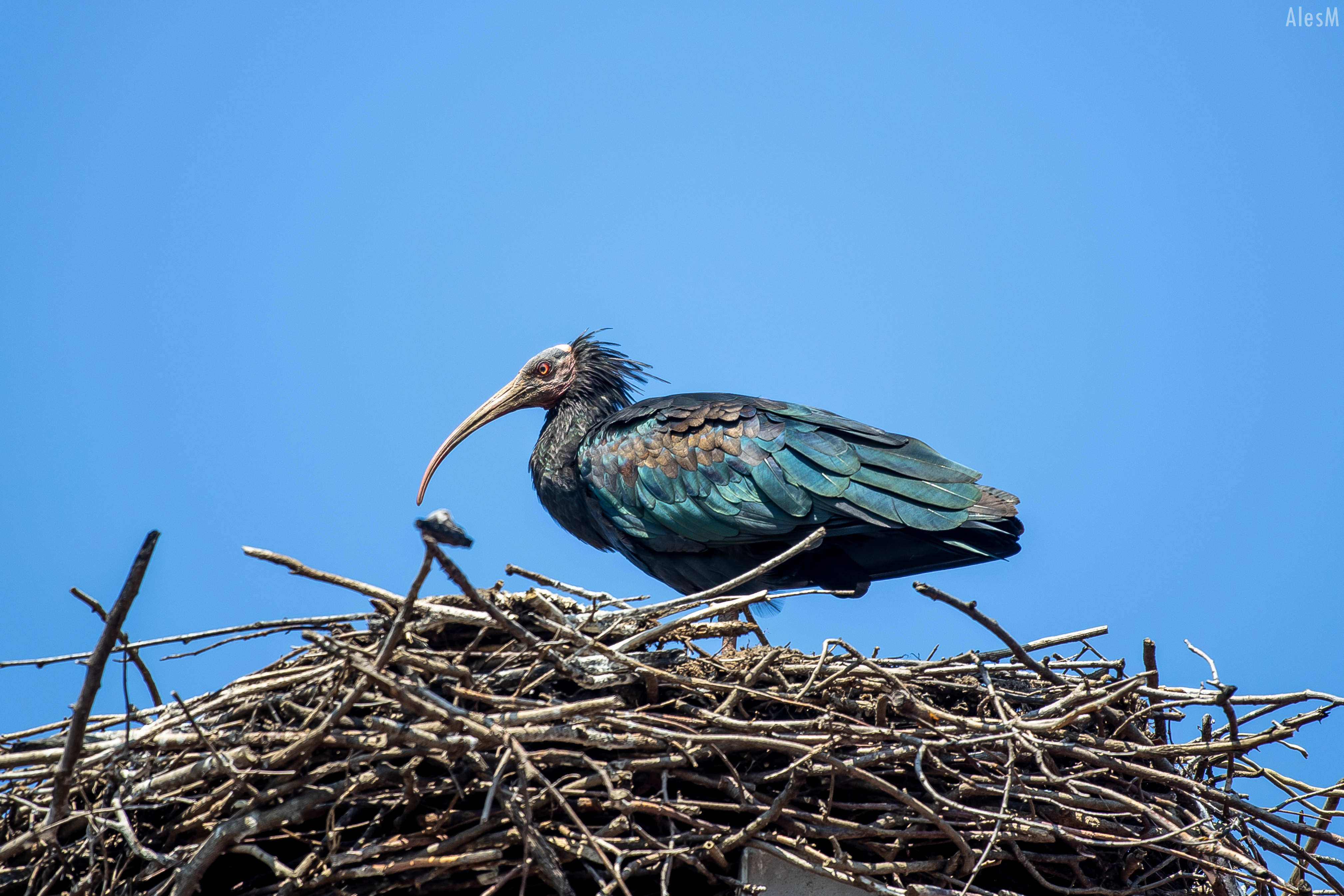 FOTO: Ena najredkejših ptic na svetu opažena v Turiški vasi: Klavžar Furby in Lea