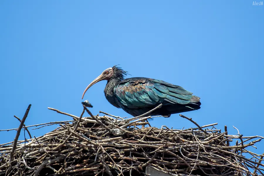FOTO: Ena najredkejših ptic na svetu opažena v Turiški vasi: Klavžar Furby in Lea