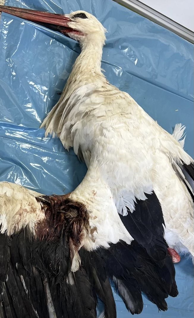 Veterina Golob: Strel v belo štorkljo razumemo kot nesprejemljivo dejanje