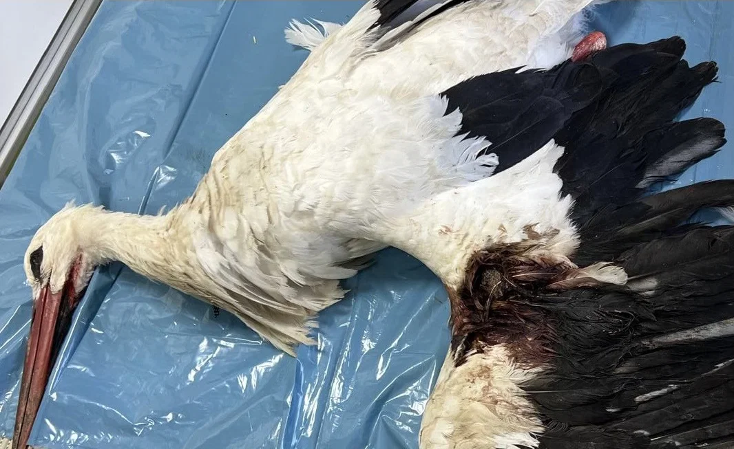 Veterina Golob: Strel v belo štorkljo razumemo kot nesprejemljivo dejanje