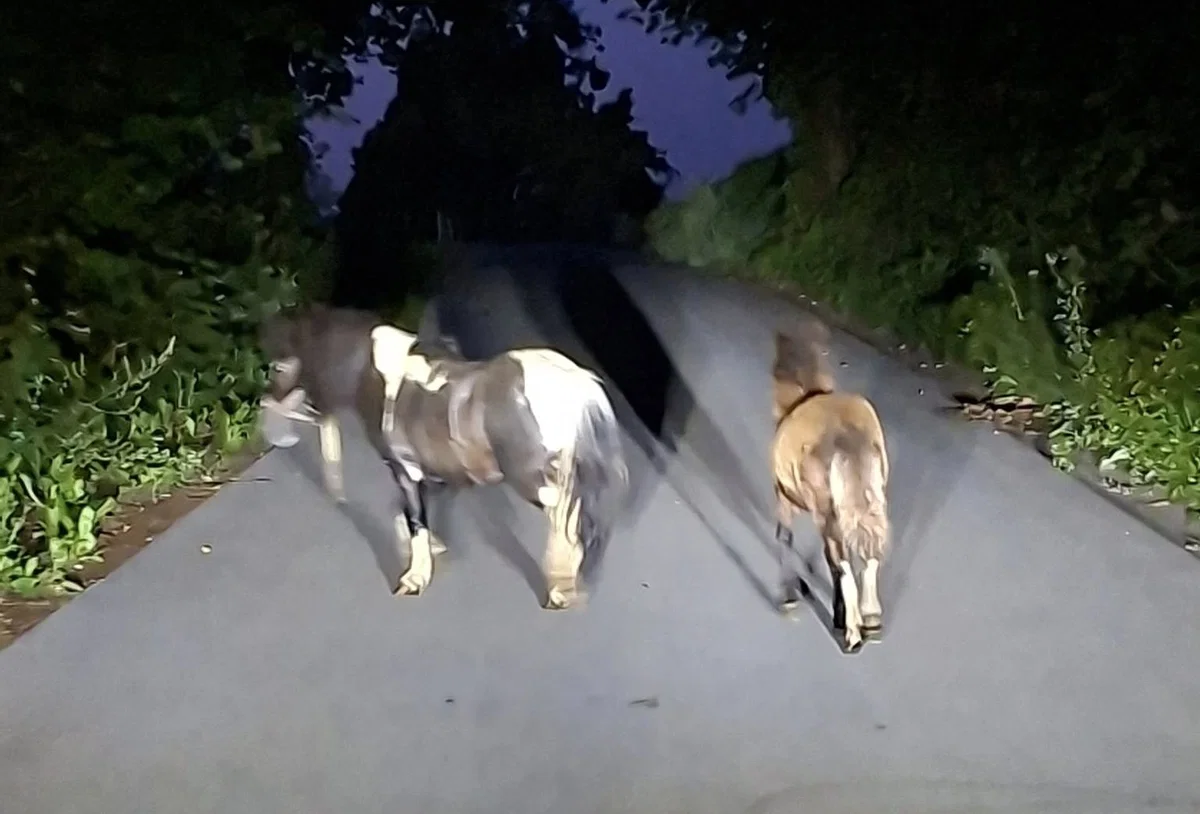 Išče se lastnik: Dva ponija na jutranjem sprehodu pri Koroškem Selovcu