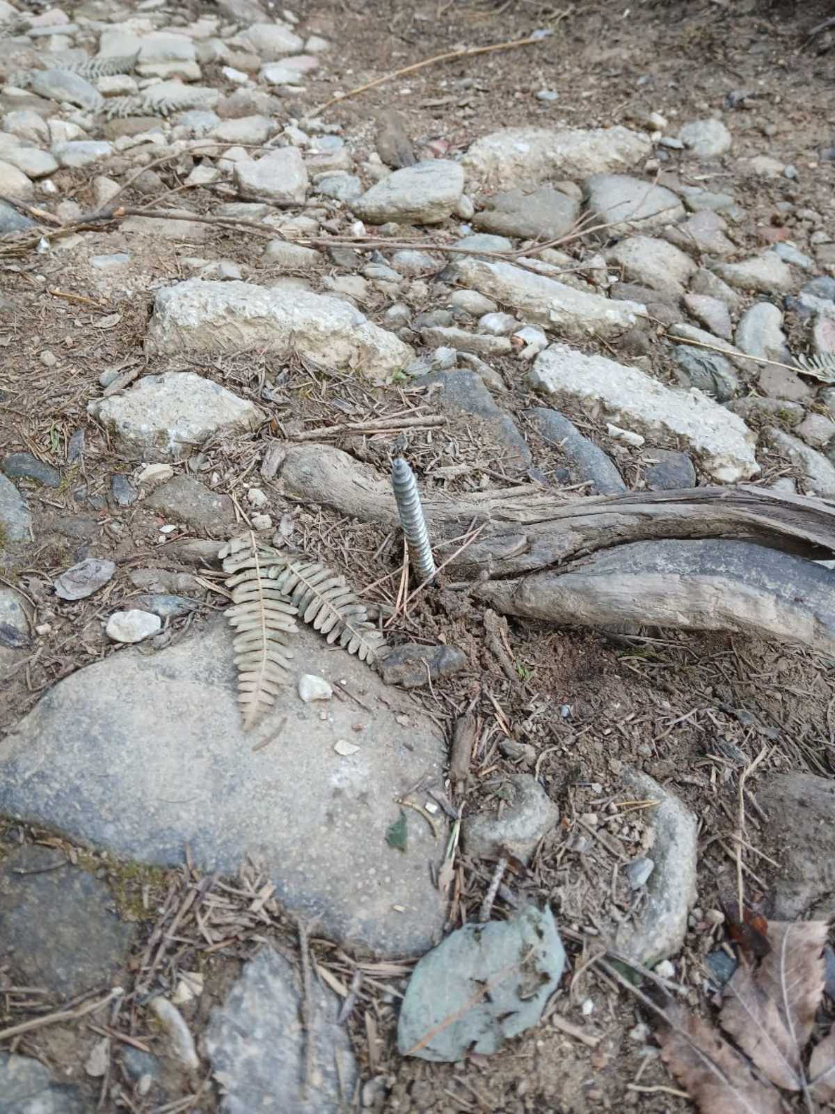 FOTO: Neznanec nastavlja žeblje in vijake na poti skozi gozd na Legnu