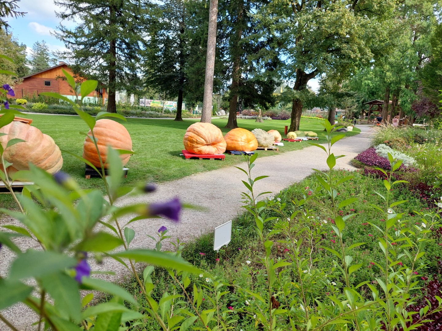 Jesenske orjaške lepotice ponovno prihajajo - buče se vračajo v Mozirski gaj