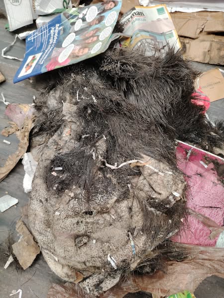 Nevestno ravnanje: Med kartonom in papirjem znova živalski odpadki