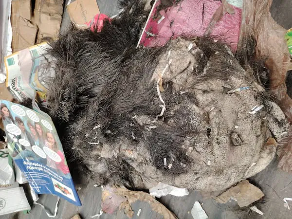 Nevestno ravnanje: Med kartonom in papirjem znova živalski odpadki