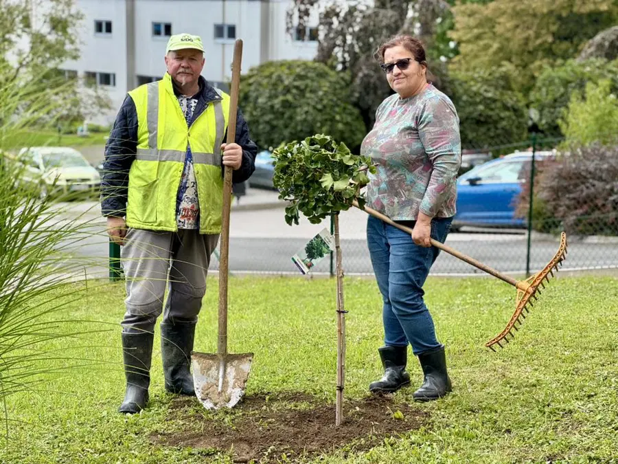 Na dvorišču Zavoda Radela posadili ginko, simbolično darilo Zavoda Ruj