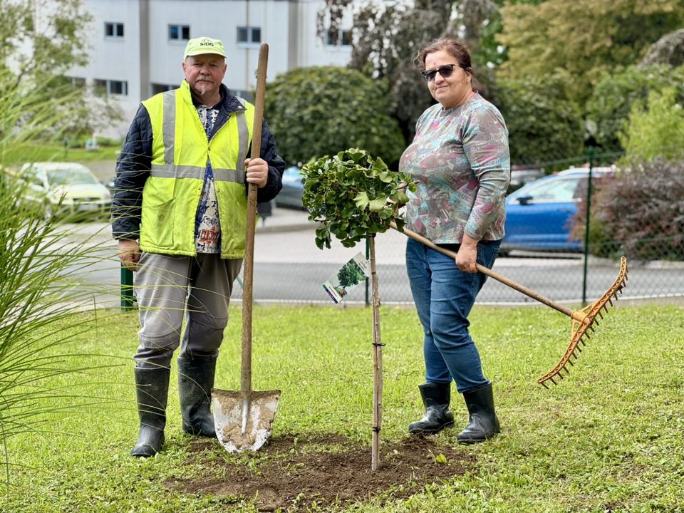 Na dvorišču Zavoda Radela posadili ginko, simbolično darilo Zavoda Ruj