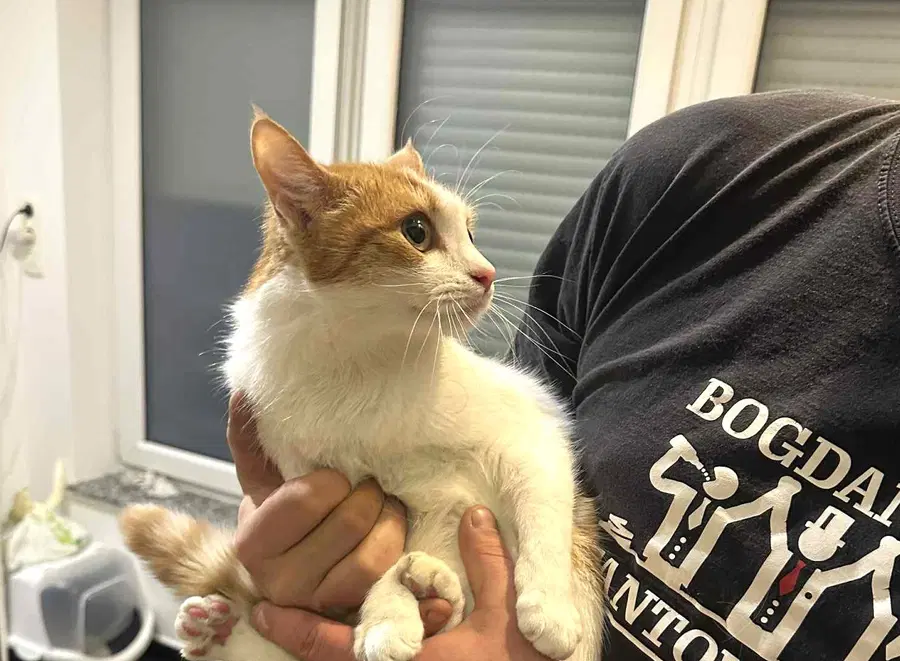 Zapuščen in pozabljen maček na Prevaljah - iz stanovanja so ga rešili gasilci