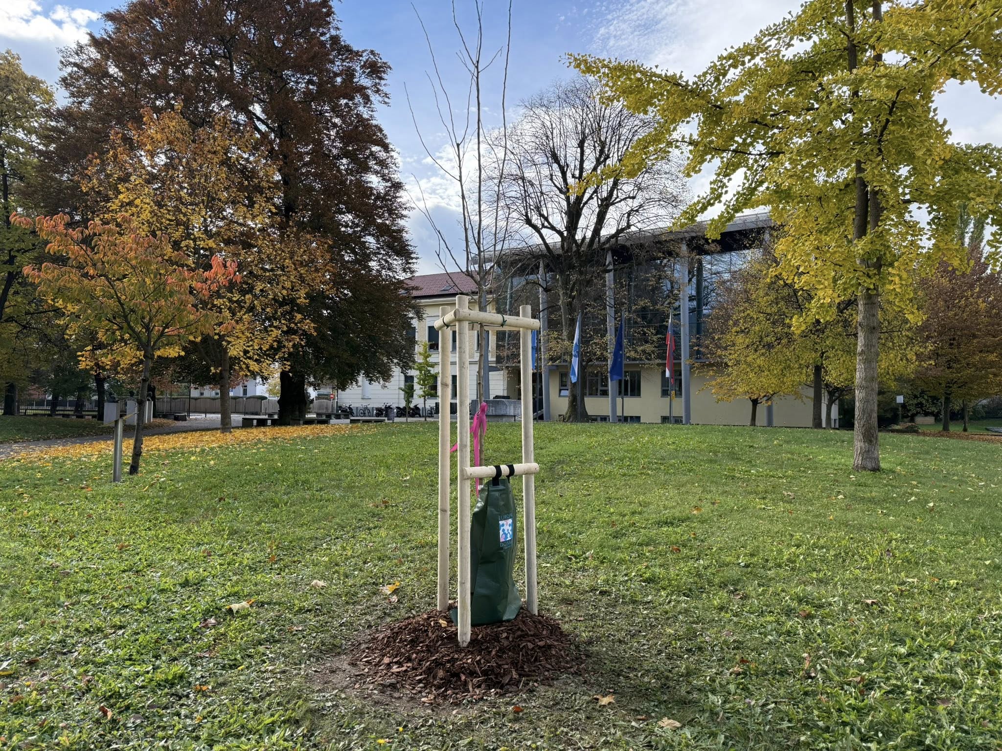 V parku pred slovenjgraško gimnazijo posadili "rožnato drevo"