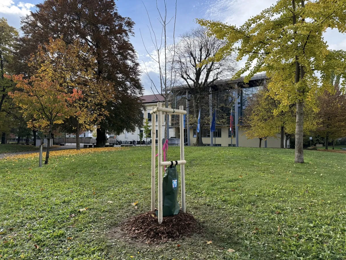 V parku pred slovenjgraško gimnazijo posadili "rožnato drevo"
