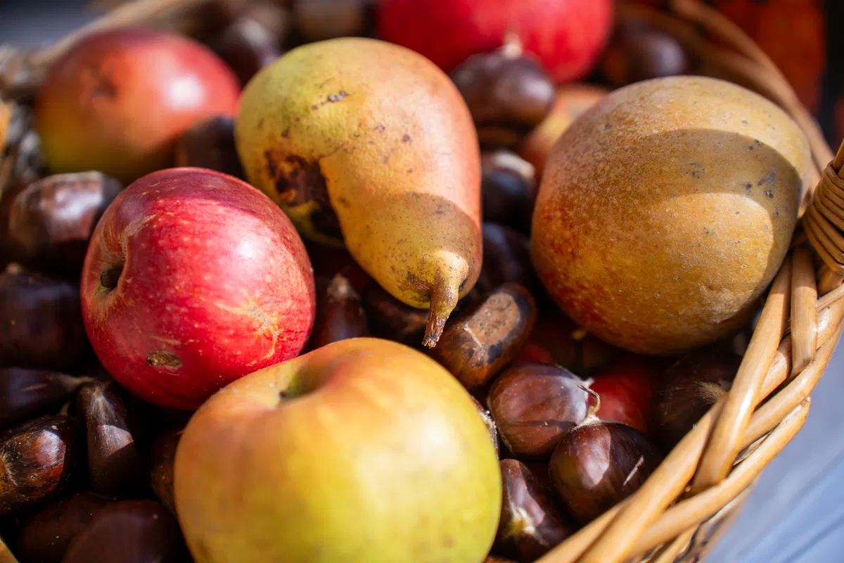 Letošnji Martinovi dnevi s pestrim programom za vse generacije