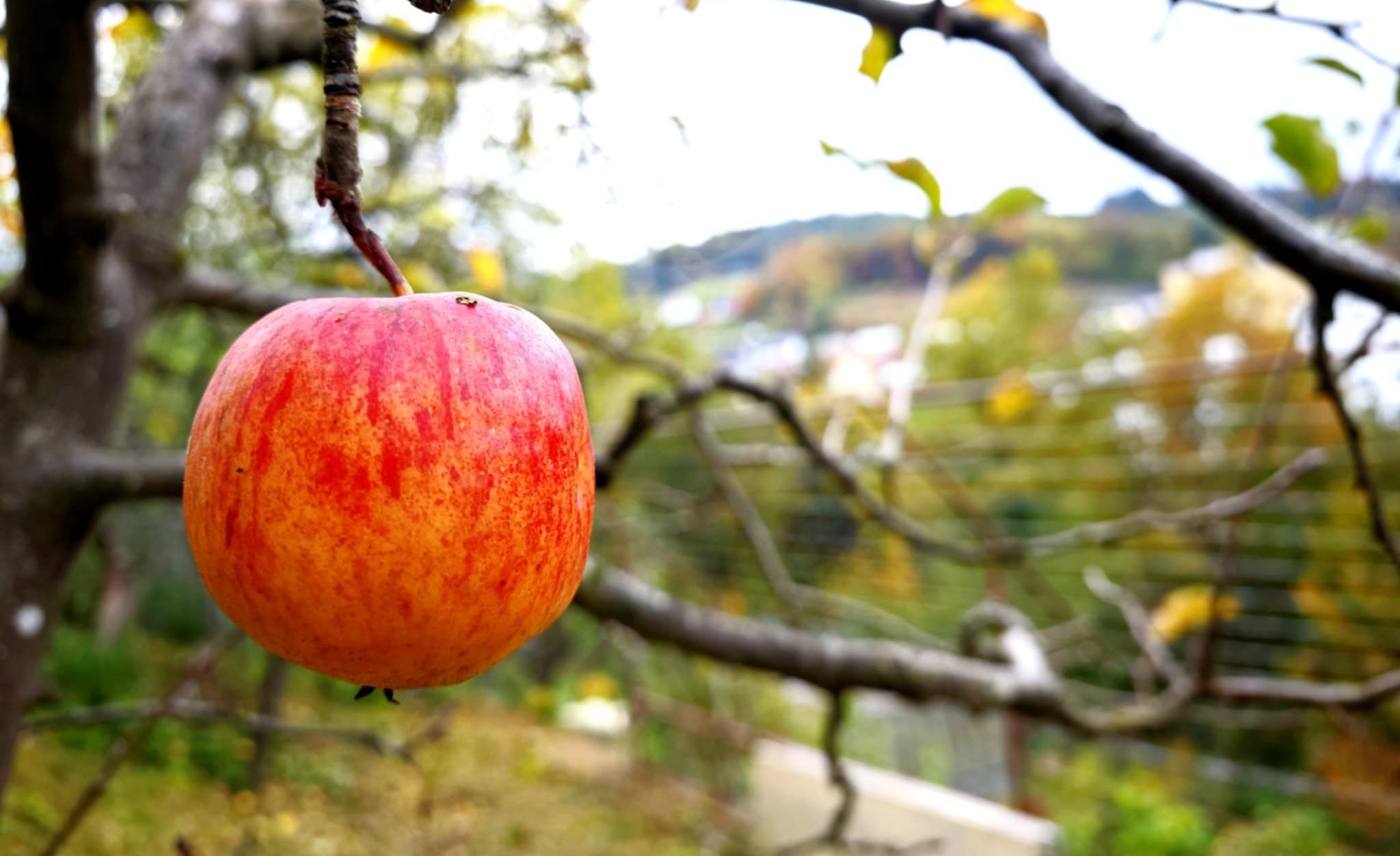 Koroška kmetijsko-gozdarska zadruga pod drobnogledom AVK