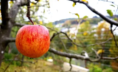 Jabolko: Avtohton, a prepogosto podcenjen sadež