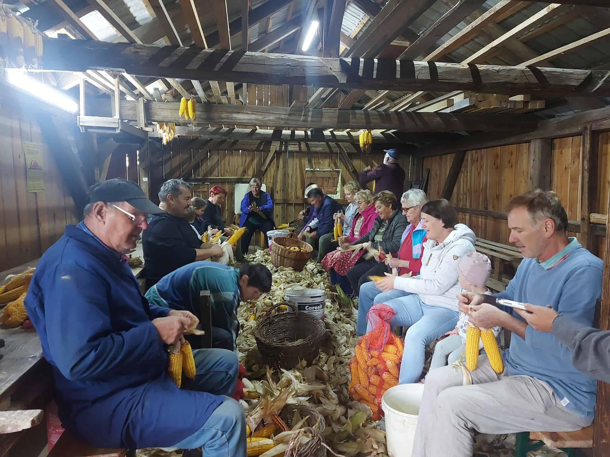 V Tomaški vasi še ohranjajo tradicionalno druženje ob ličkanju koruze