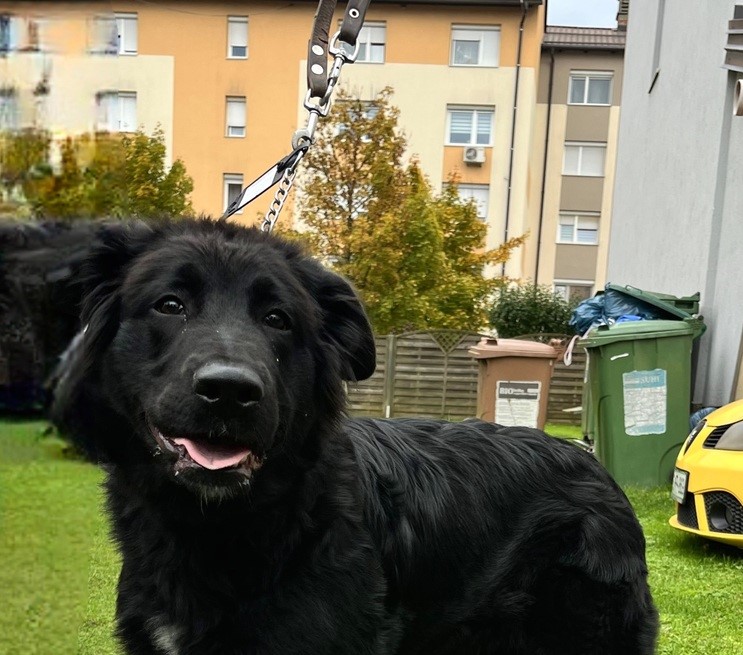 Zapuščen kosmatinec na Muti išče nov dom