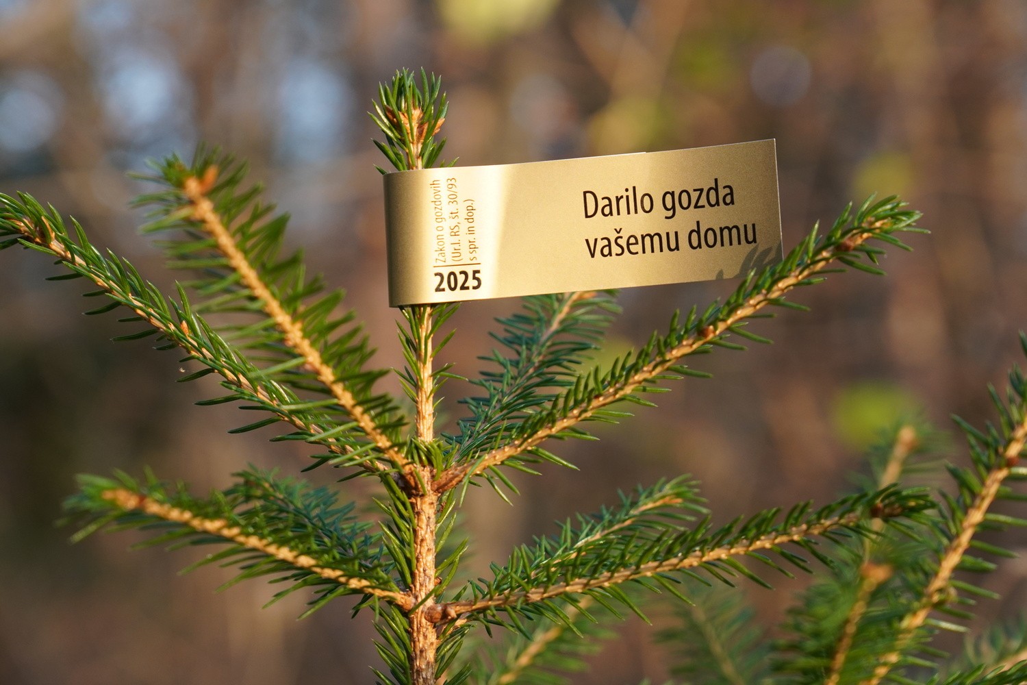 Drevesca iz slovenskih gozdov letos opremljena z zlato nalepko