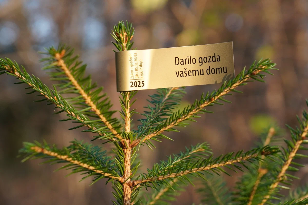 Drevesca iz slovenskih gozdov letos opremljena z zlato nalepko