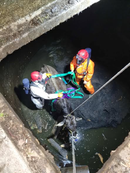 Zahtevna intervencija PGD Muta:  Reševanje breje telice iz gnojne jame