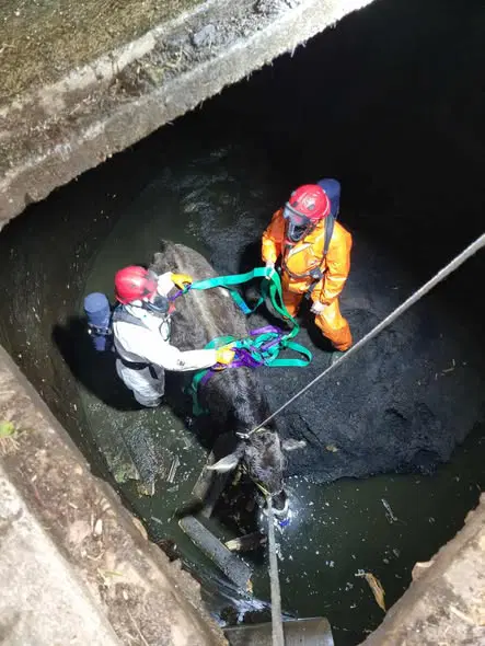 Zahtevna intervencija PGD Muta:  Reševanje breje telice iz gnojne jame