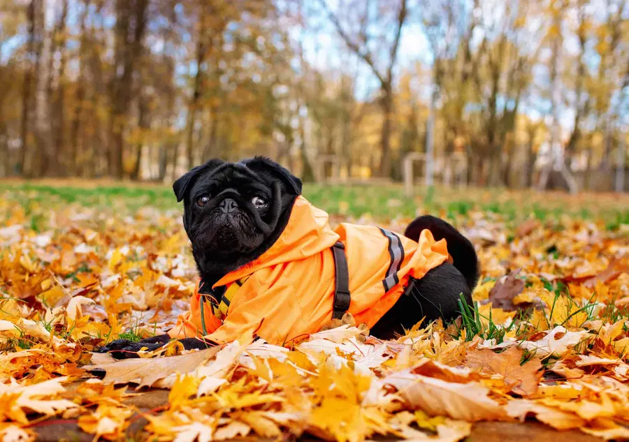 Kdaj pes pozimi potrebuje oblačila