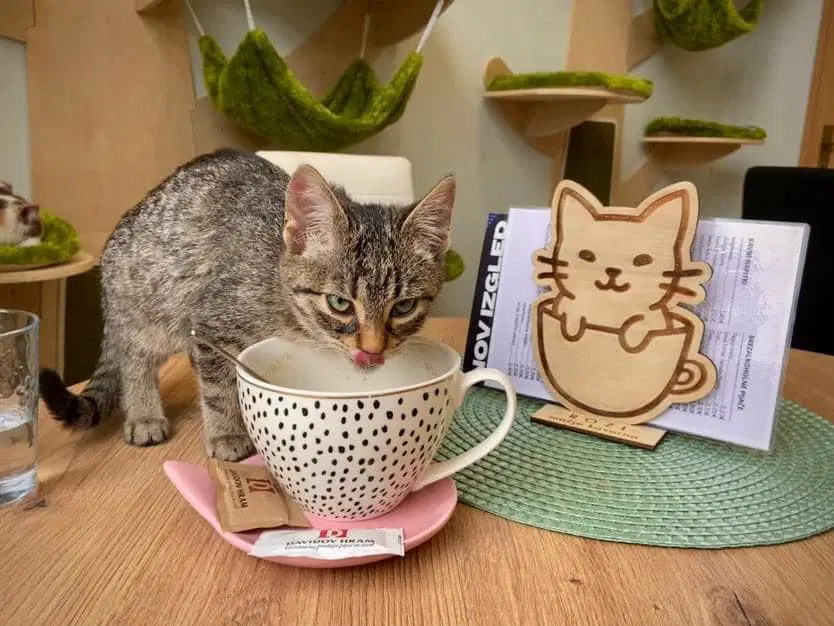 Mačja kavarna Rozi: Prijeten kotiček za ljubitelje muc vas vabi v Radlje