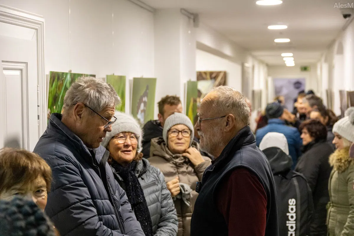 FOTO: V praznično okrašenem Dvorcu Bukovje na ogled fotografska razstava Metulji – leteči dragulji